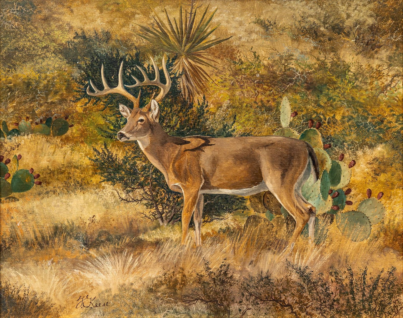 Travis Keese, Whitetail Stag in Cactus (1 of 5)