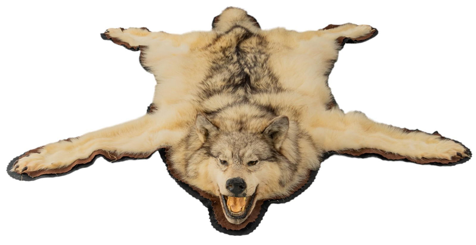Wolf Skin Rug with Head (1 of 6)