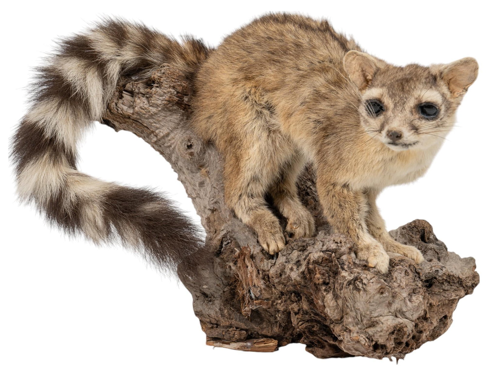Full Body Cacomistle Taxidermy: Full body cacomistle taxidermy on log mount height 11 in. x width 14 in. x depth 9 in. Provenance: Property from the collection of a San Antonio, Texas lady Shipping available for this lot through our