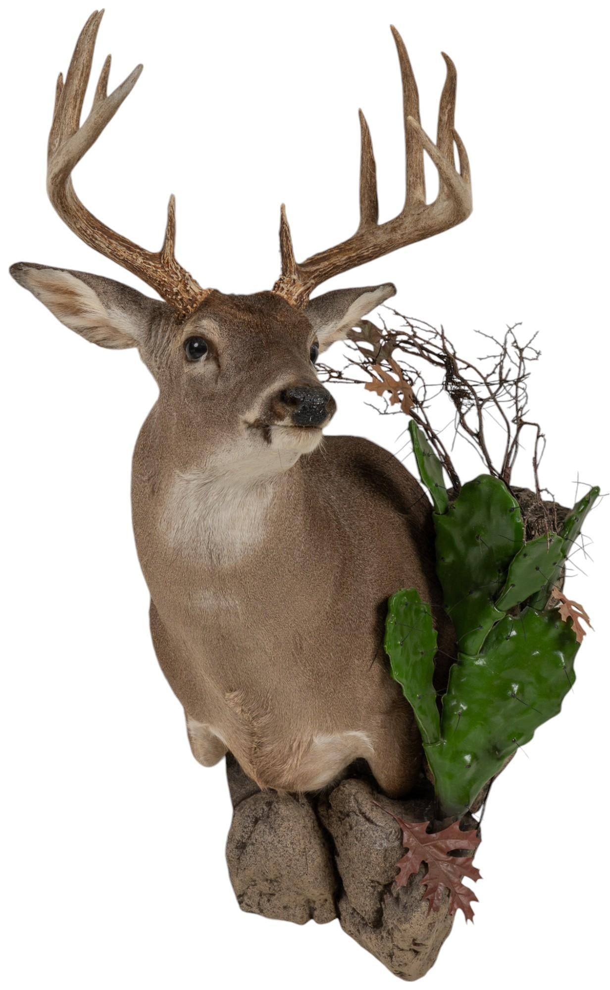 Whitetail Deer Taxidermy Shoulder Mount (1 of 8)