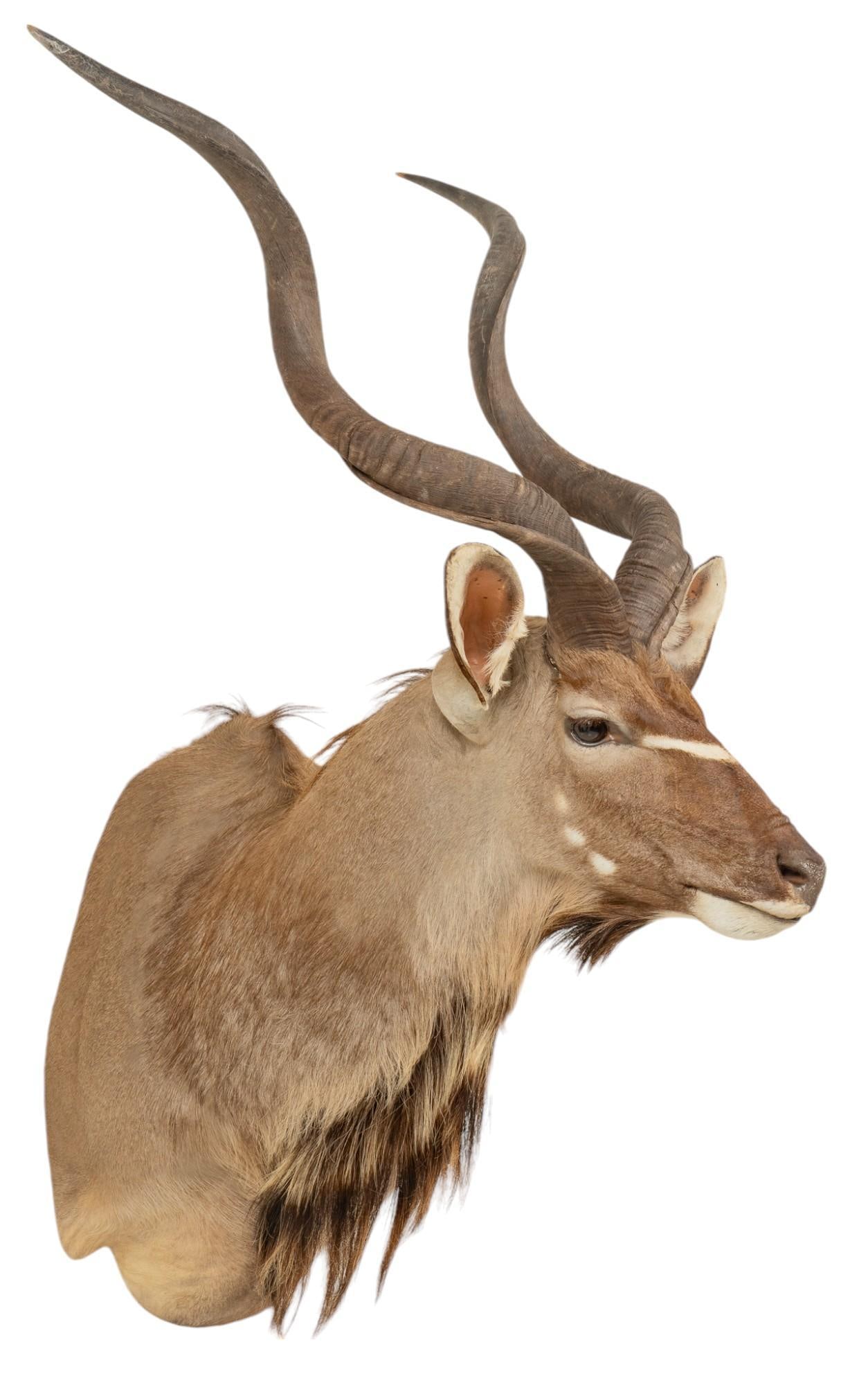 Greater Kudu Shoulder Mount Taxidermy (1 of 7)