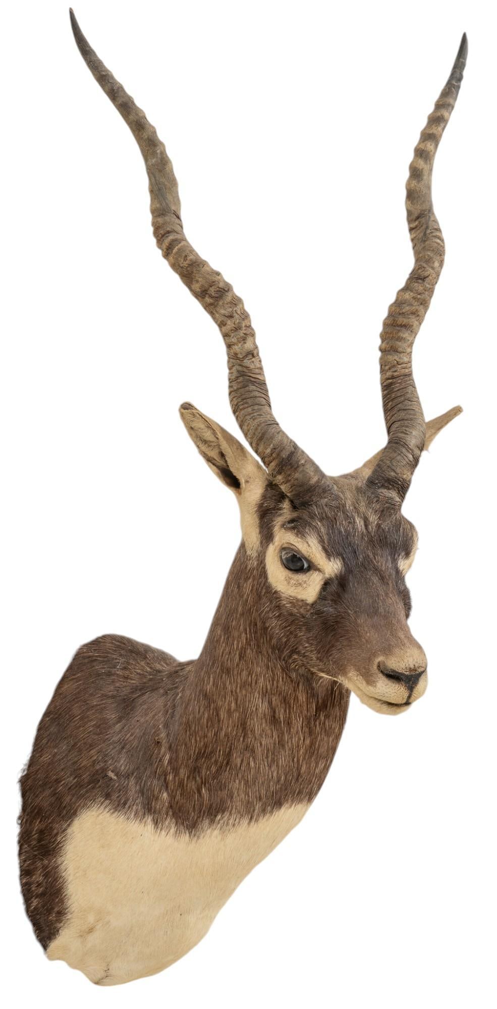 Blackbuck Shoulder Mount Taxidermy (1 of 7)