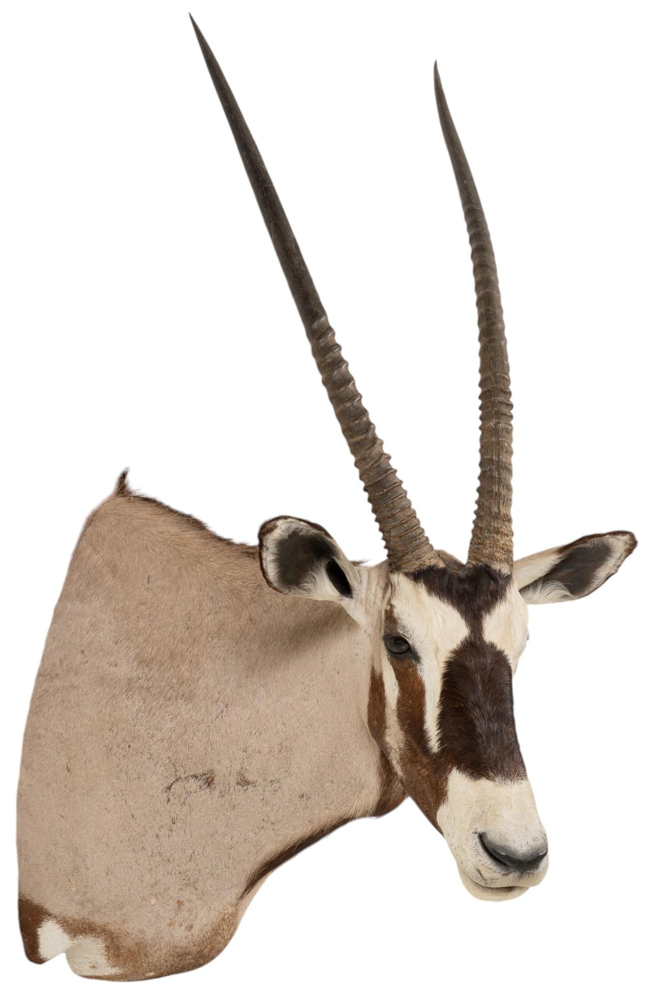 Oryx Shoulder Mount Taxidermy (1 of 7)