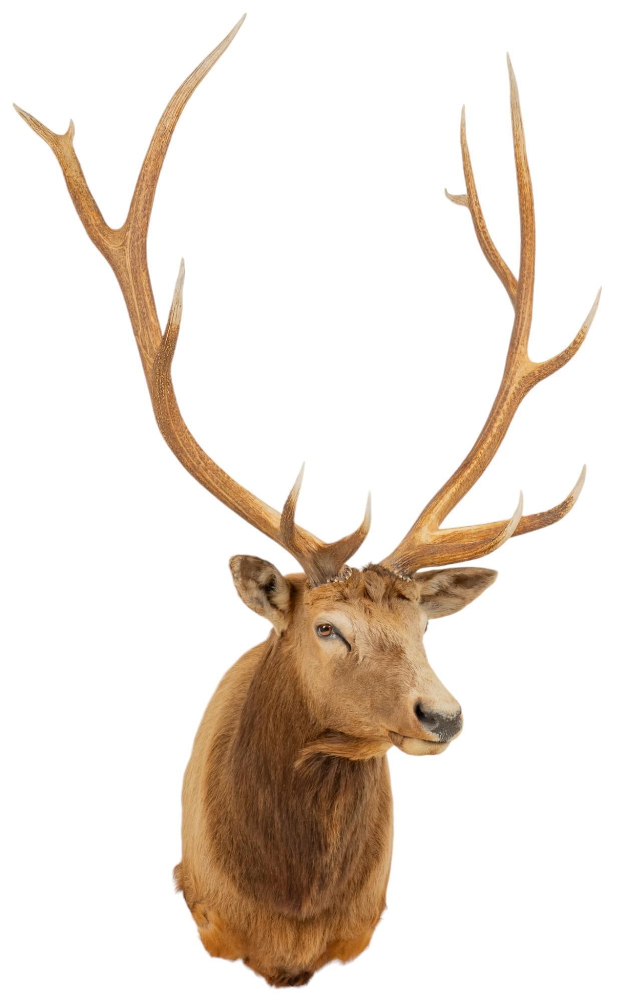 Elk Shoulder Mount Taxidermy (1 of 6)