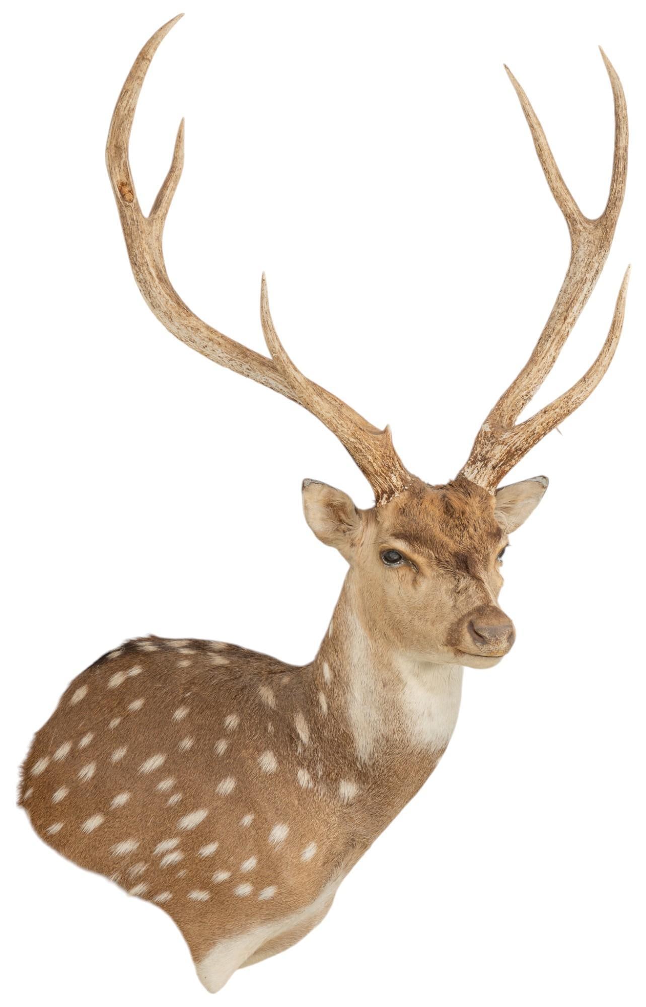 Axis Deer Taxidermy Shoulder Mount (1 of 8)