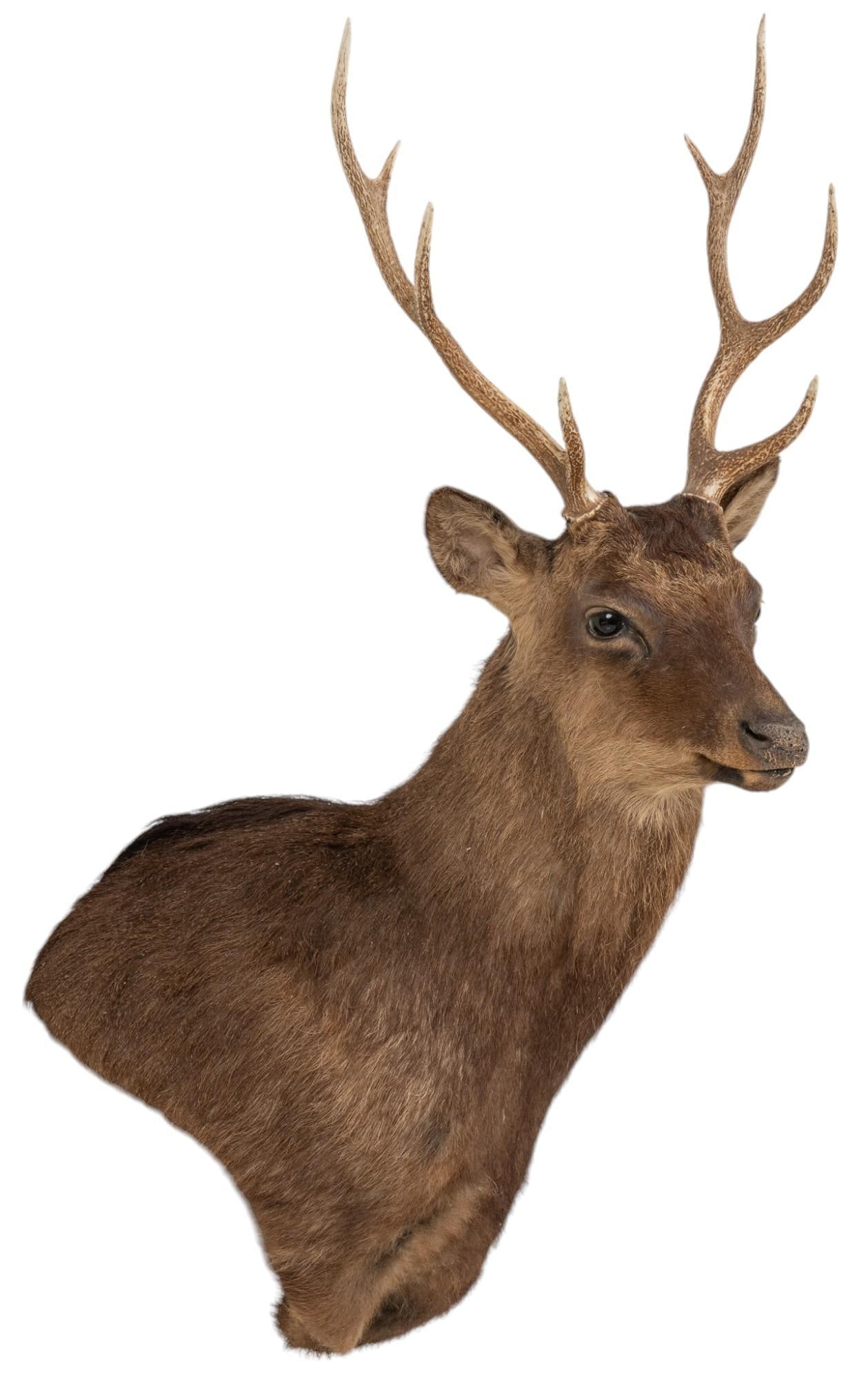 Sika Deer Taxidermy Shoulder Mount (1 of 7)
