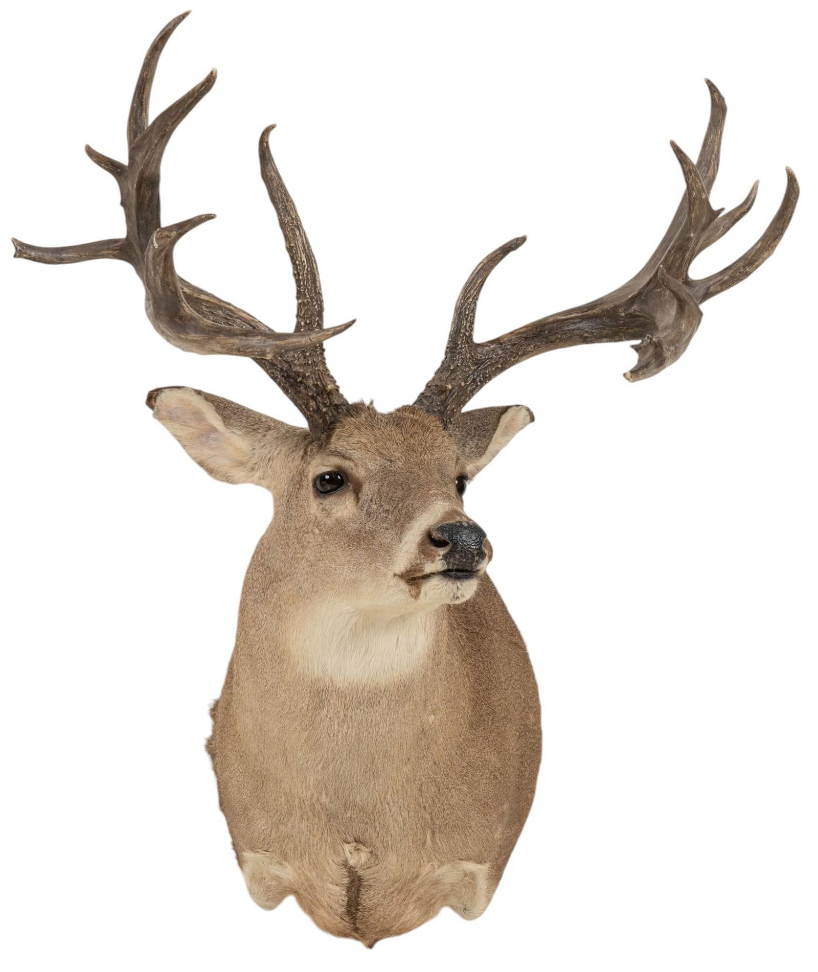 Mule Deer Taxidermy Shoulder Mount (1 of 7)