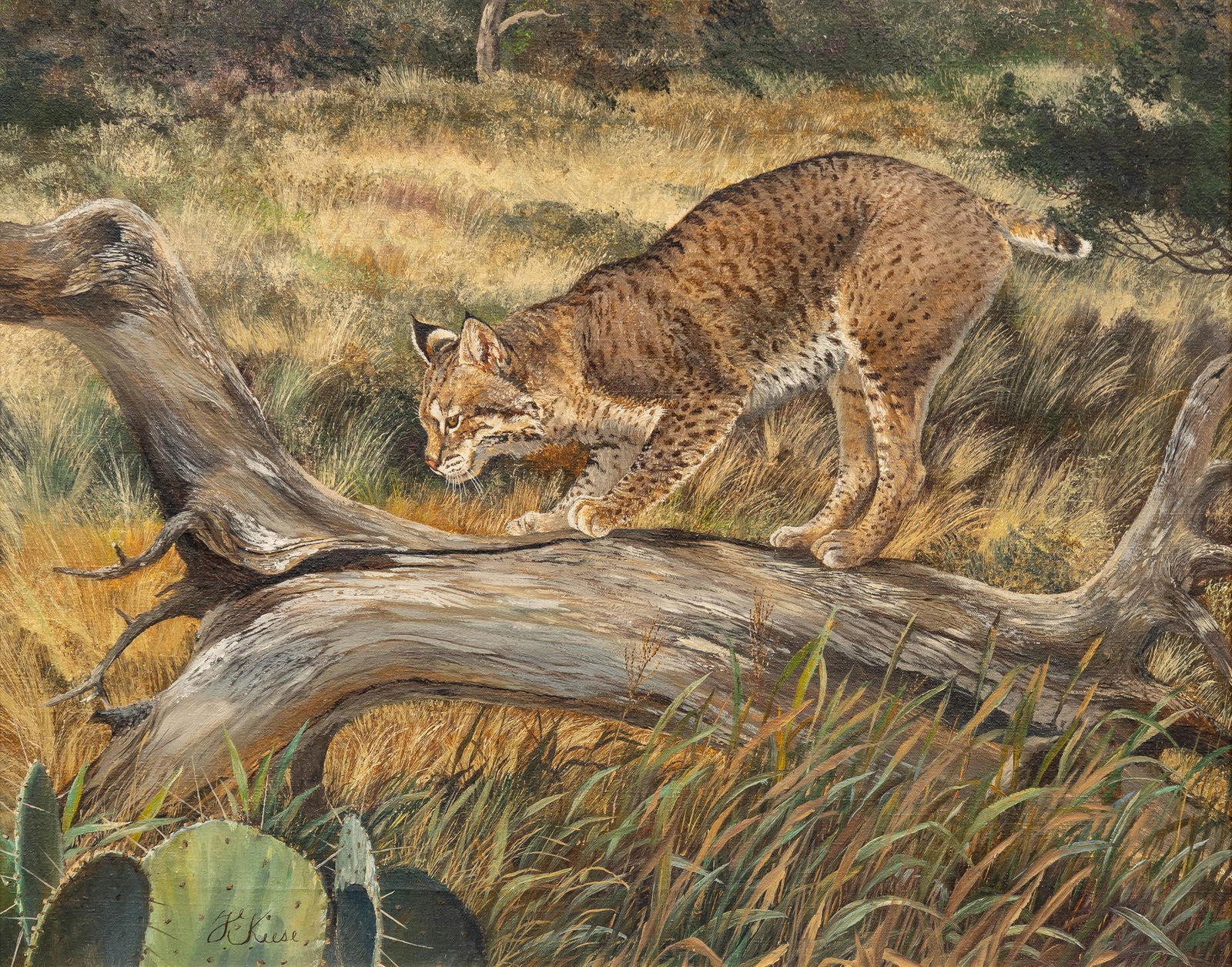 Travis Keese, "Bobcat Hunting" (1 of 5)