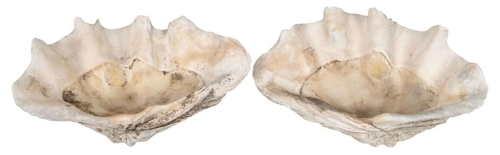 Pair of Giant Clam Shells (1 of 7)