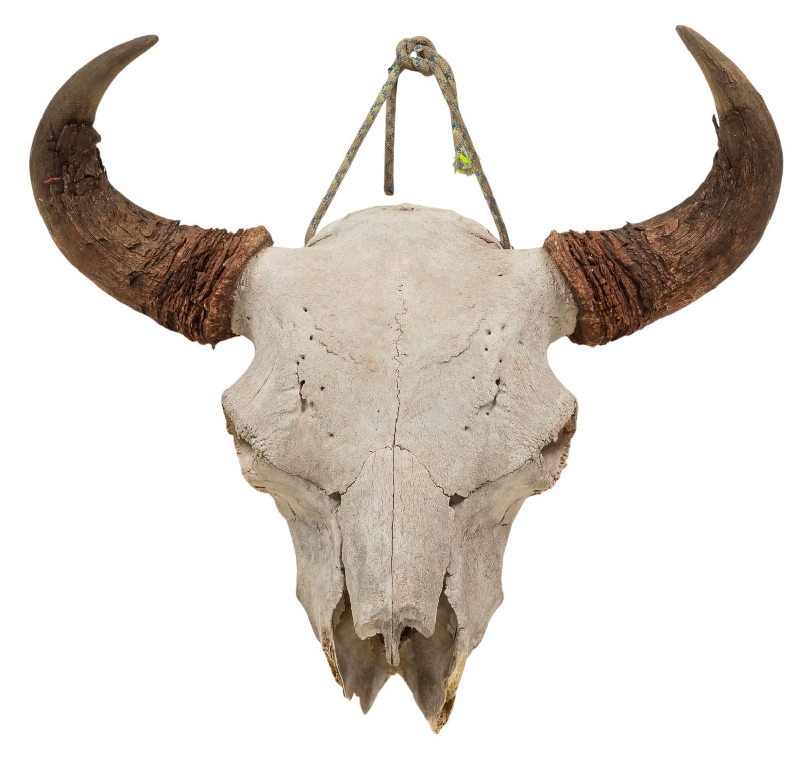 Bison Skull Mount (1 of 8)