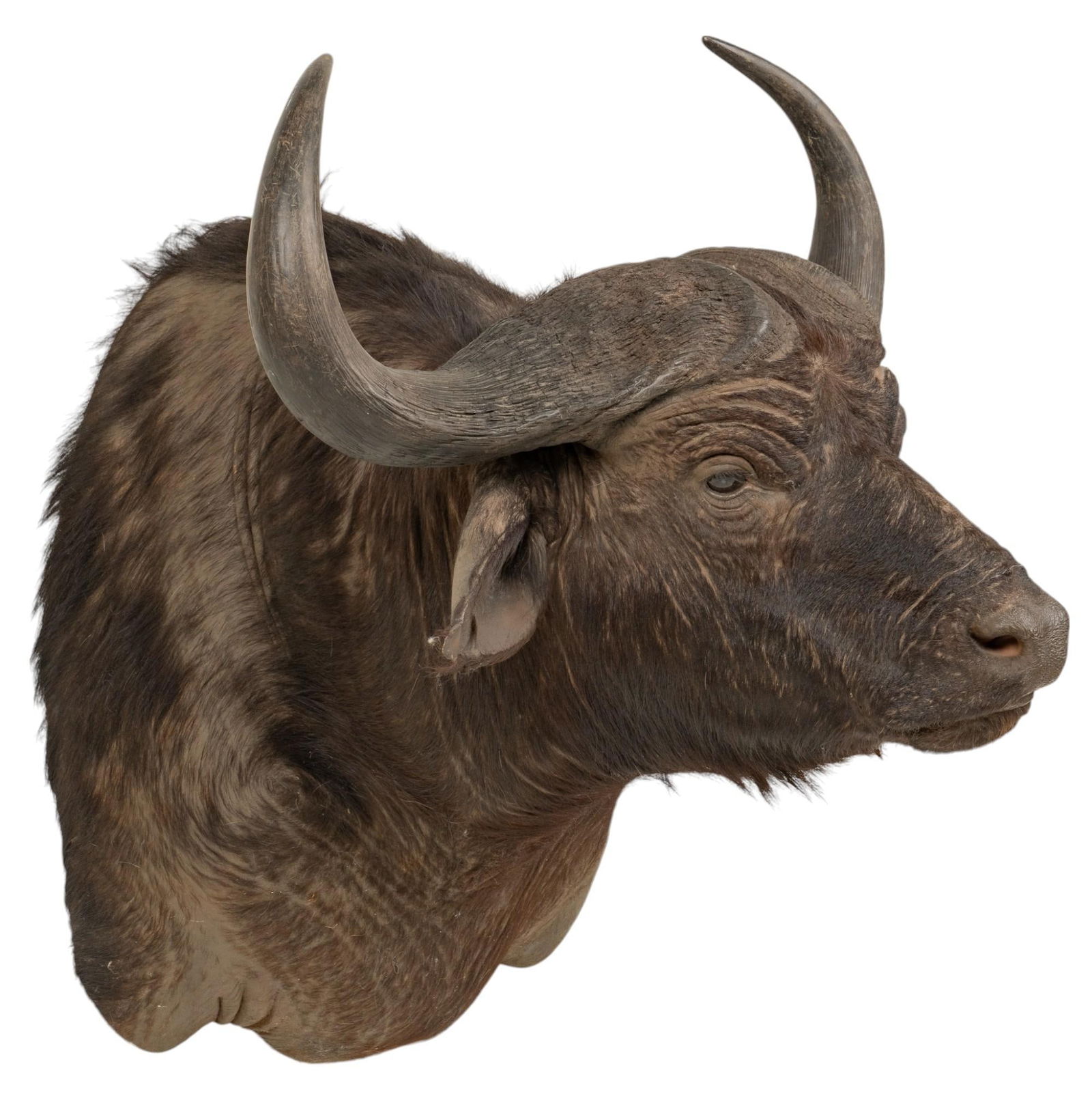 African Buffalo Shoulder Mount Taxidermy (1 of 5)