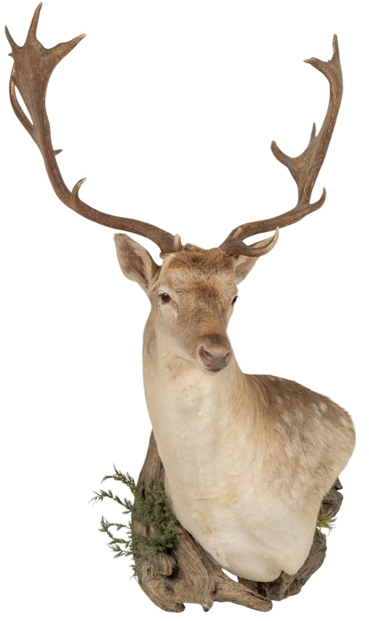 Fallow Deer Taxidermy Shoulder Mount (1 of 10)