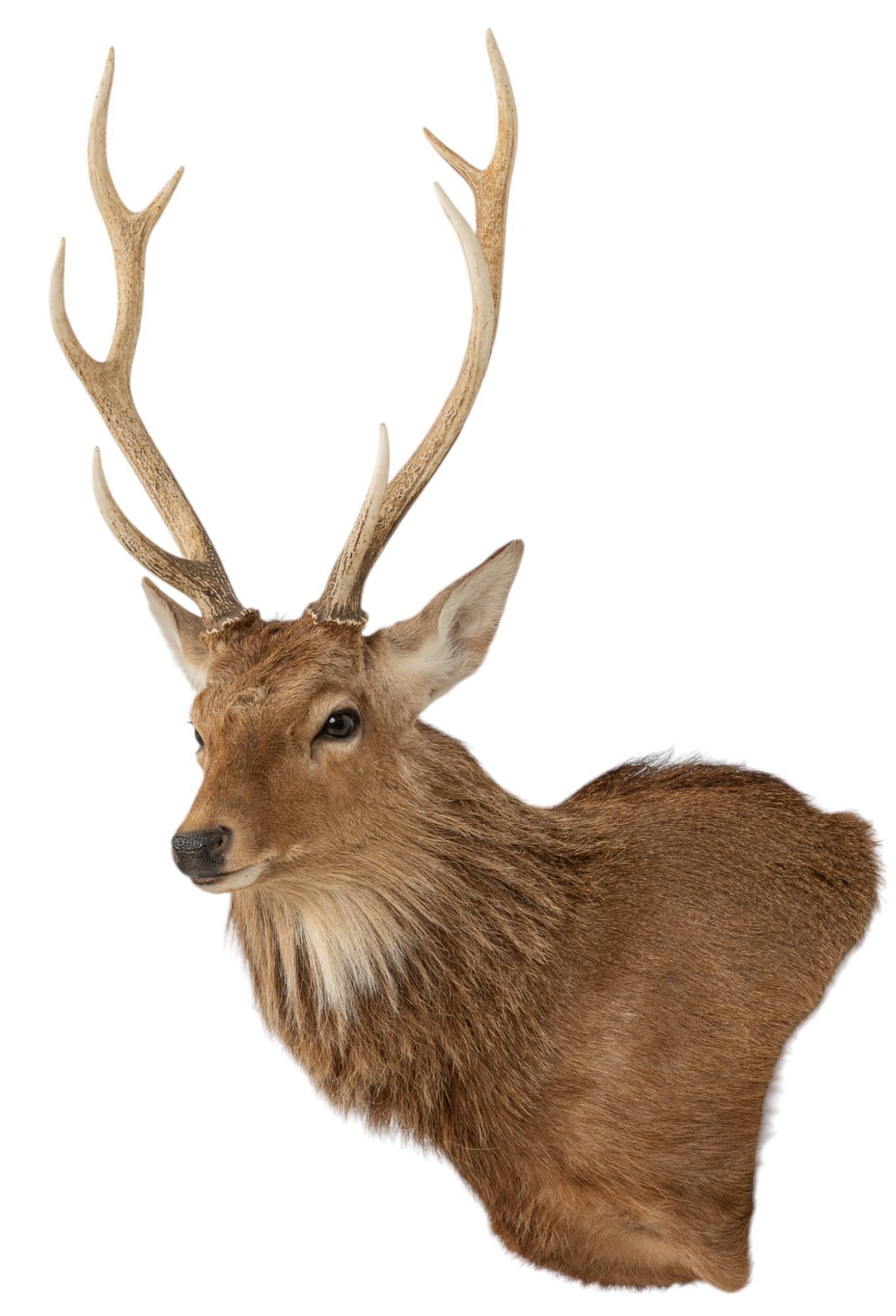 Sika Deer Taxidermy Shoulder Mount (1 of 7)
