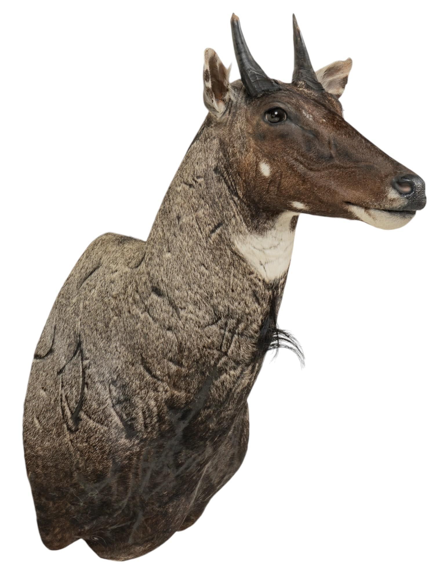 Nilgai Antelope Shoulder Mount Taxidermy (1 of 5)