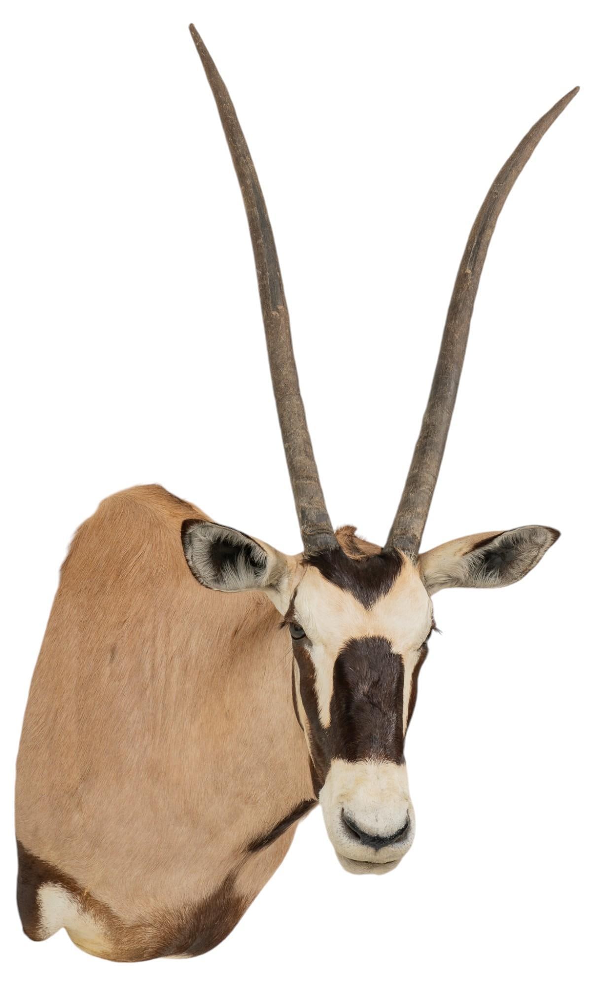 Gemsbok Shoulder Mount Taxidermy (1 of 6)