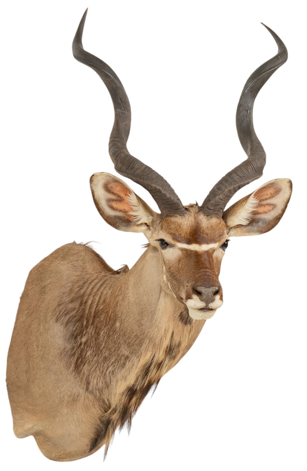Greater Kudu Shoulder Mount Taxidermy (1 of 7)