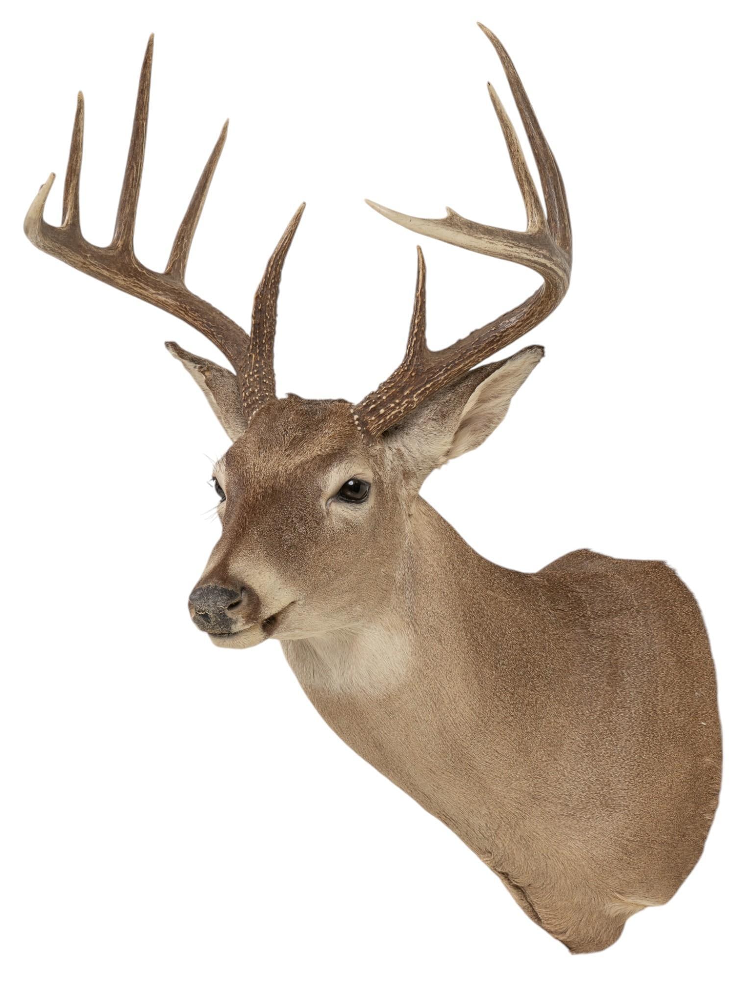 Whitetail Deer Taxidermy Shoulder Mount (1 of 6)