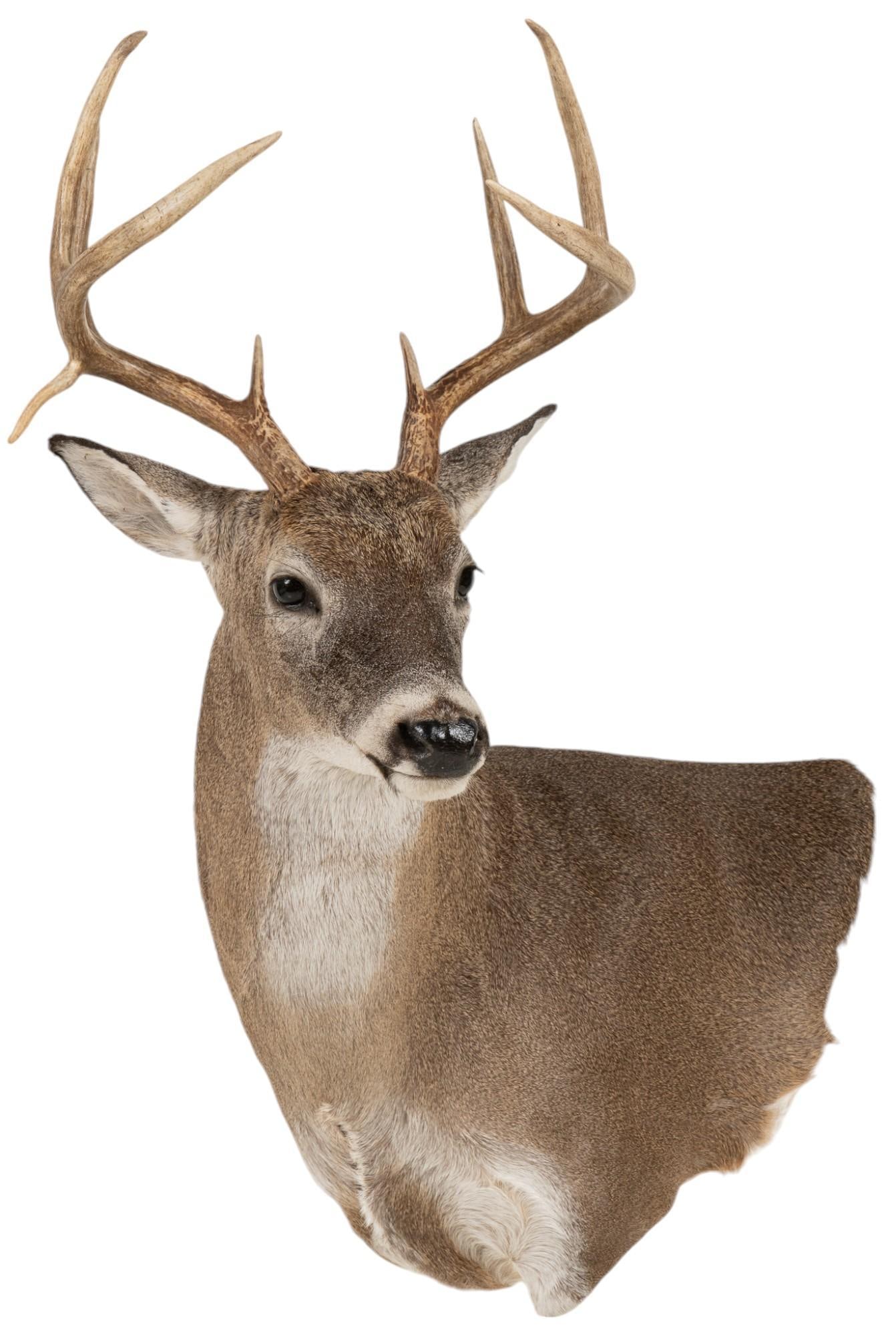 Whitetail Deer Taxidermy Shoulder Mount (1 of 7)