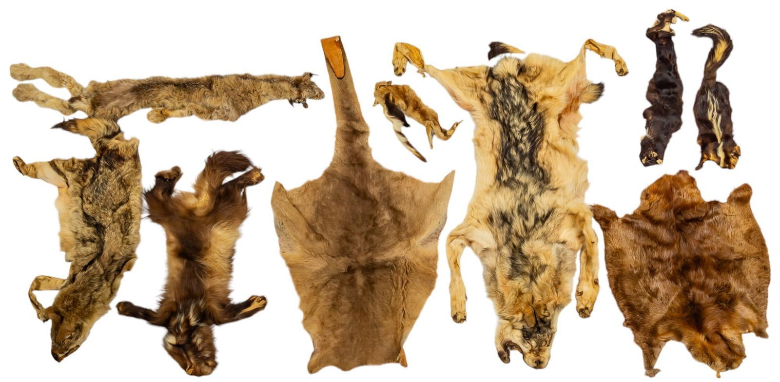 (9) Animal Pelts (1 of 16)