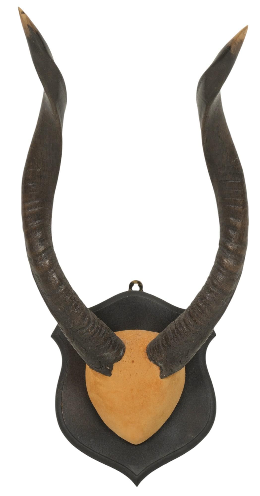 Nyala Antler Wall Mount (1 of 5)