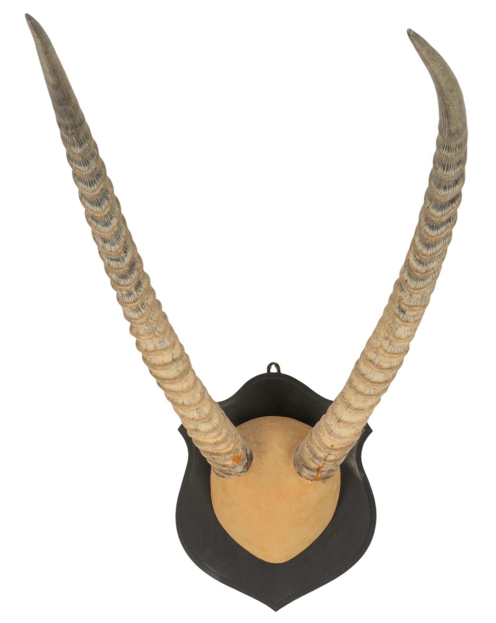 Waterbuck Antler Wall Mount (1 of 5)