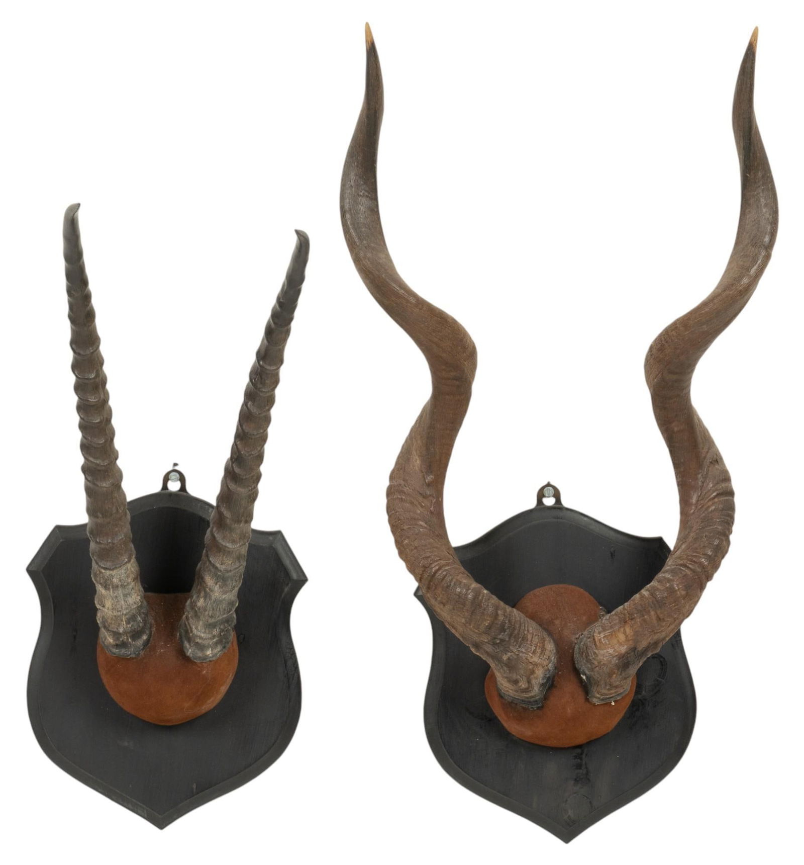 (2) Exotic Antler Wall Mounts (1 of 6)