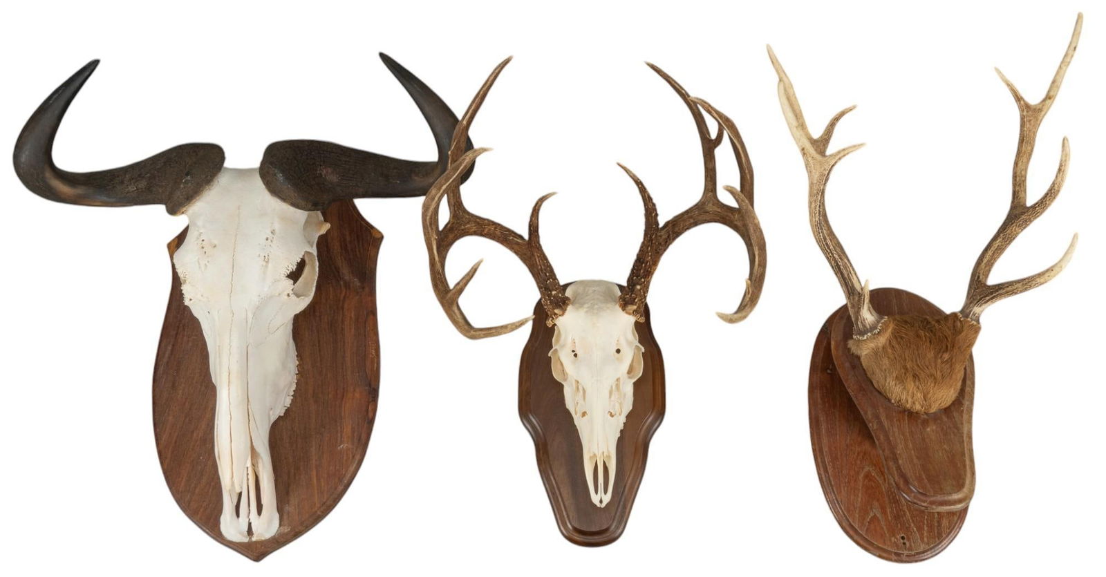 (3) Antler Mount, Wildebeest Skull, and Whitetail Skull (1 of 20)