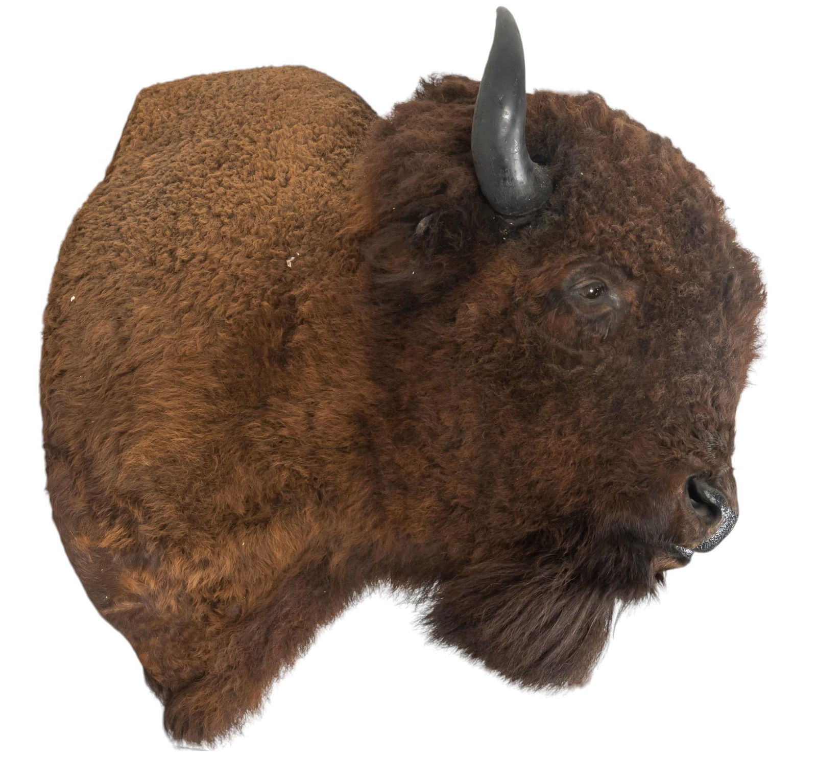 Bison Shoulder Mount Taxidermy (1 of 4)