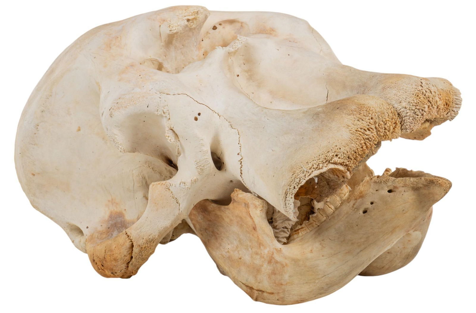 Elephant Skull Taxidermy (1 of 7)