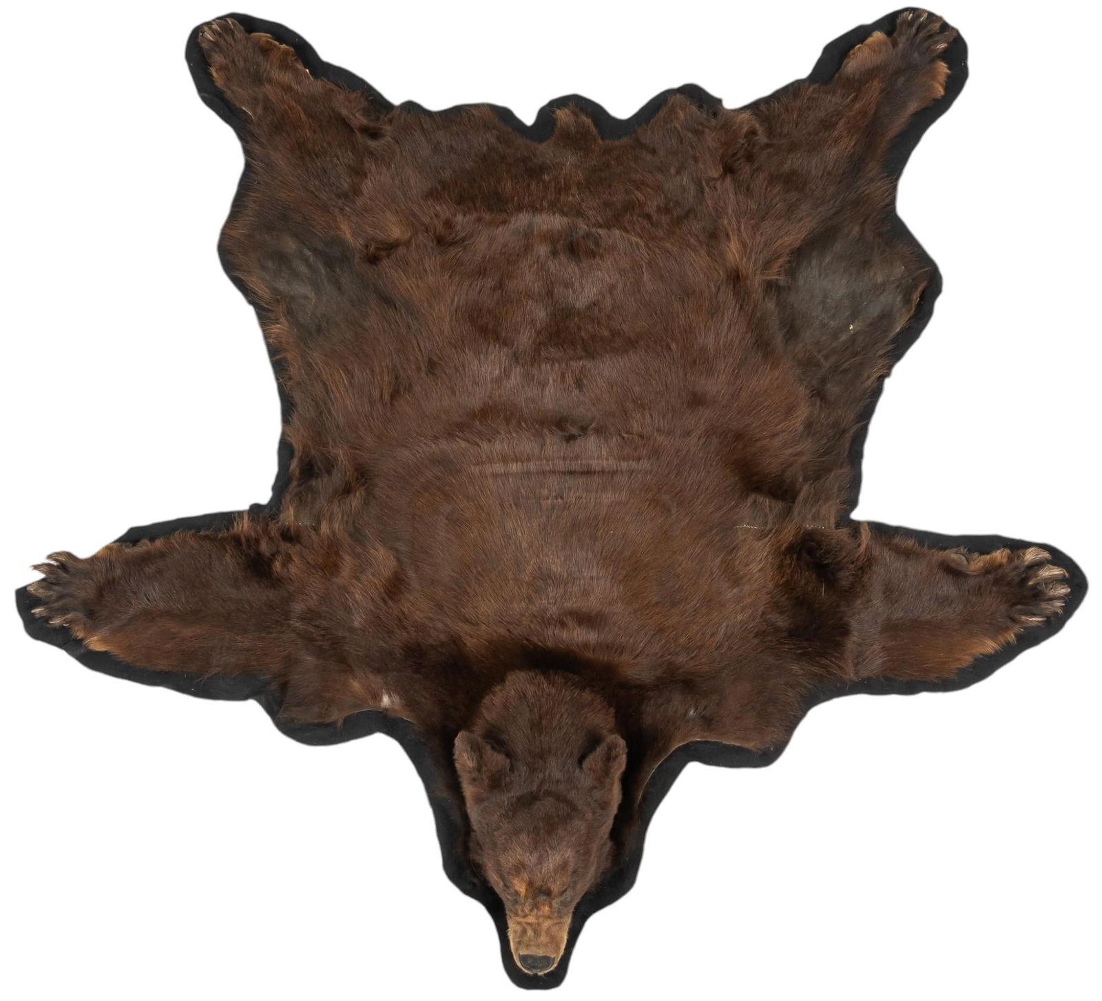 Taxidermy Brown Bear Rug with Head (1 of 6)