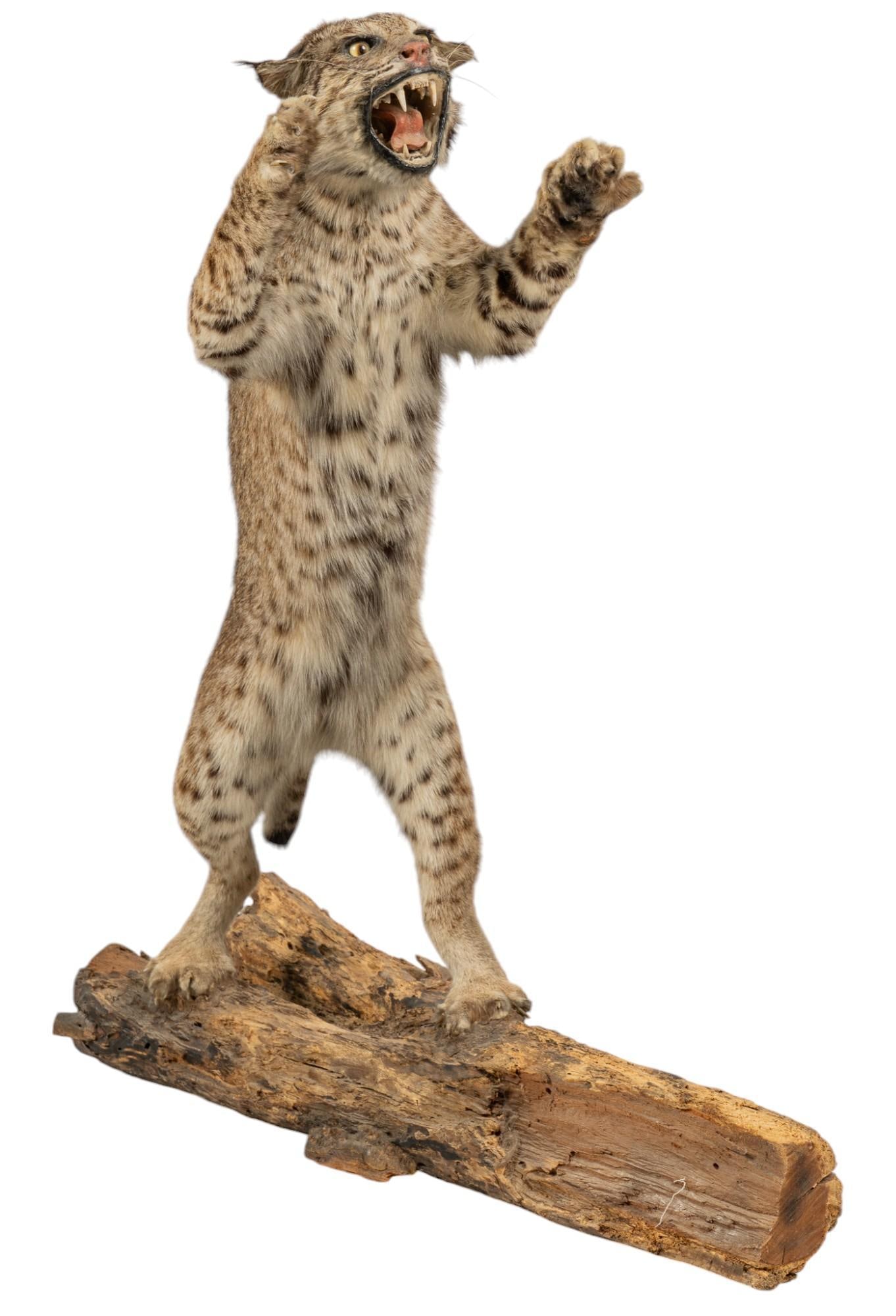 Full Body Bobcat Taxidermy: Full body bobcat taxidermy on log base height 37 in. x width 32 in. x depth 16 in. Provenance: Property from the collection of a Corpus Christi, Texas gentleman Shipping available for this lot through