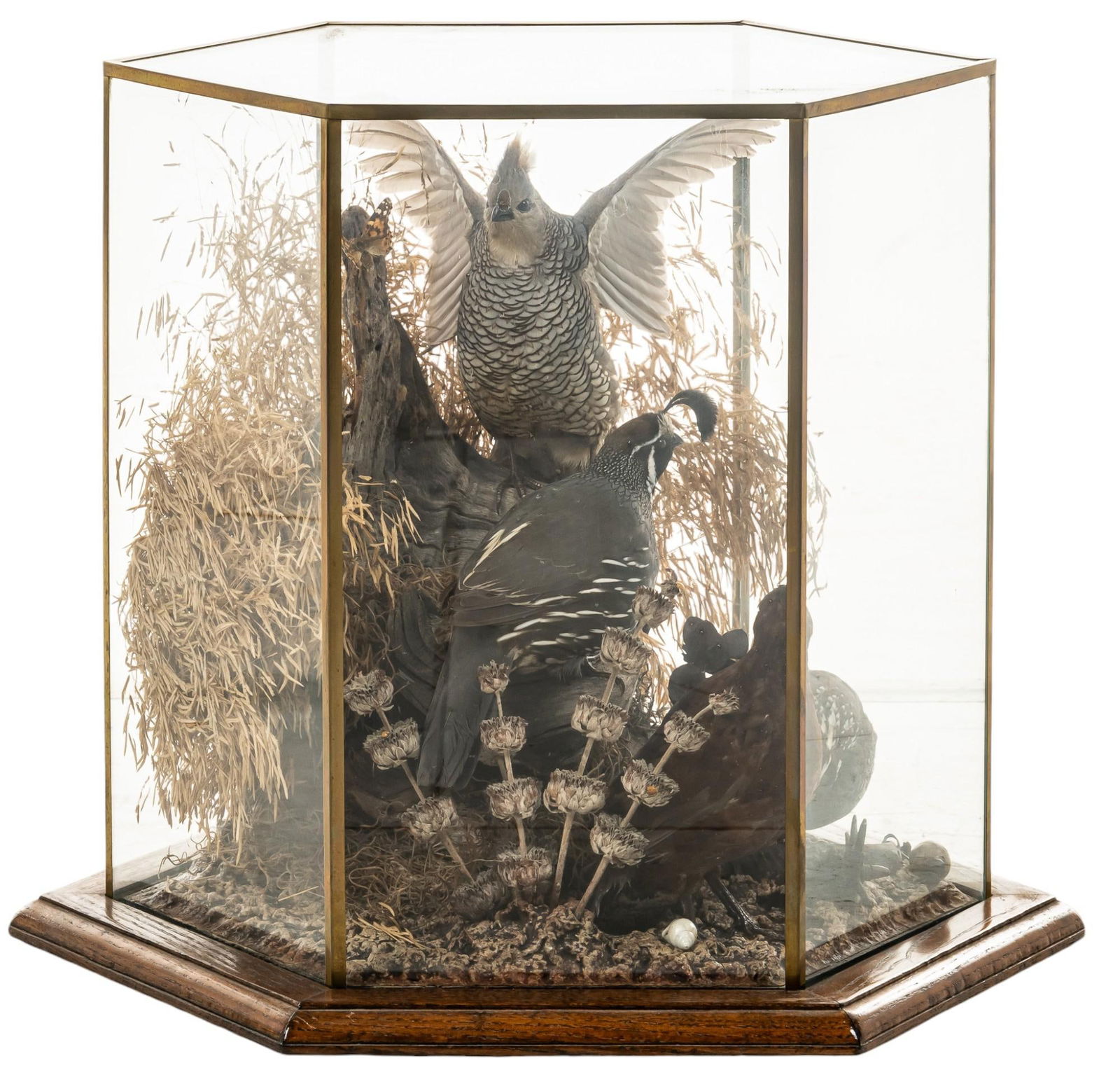 Glass Case with Taxidermy Quail Scene (1 of 4)