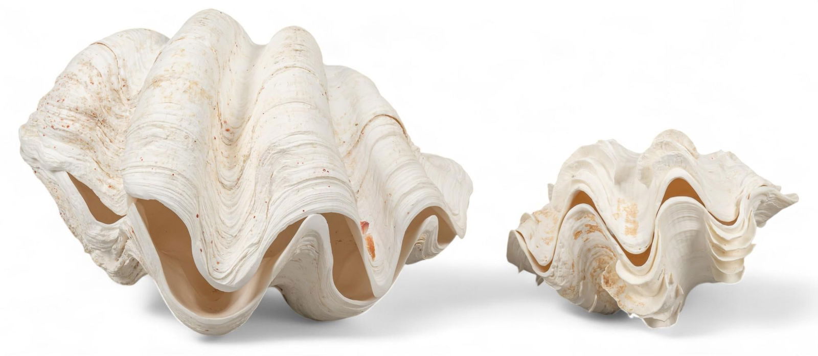 Pair of Large Clam Shells (1 of 11)