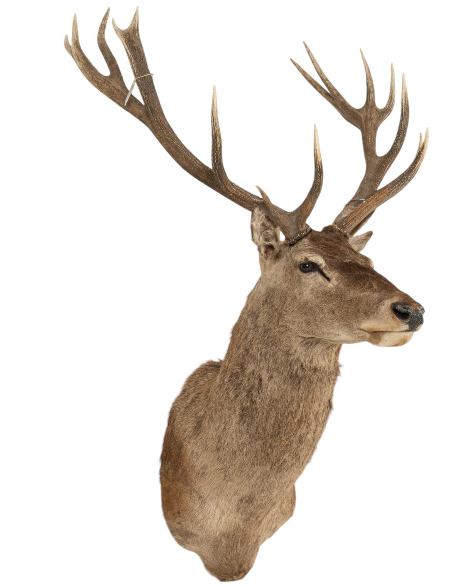 Red Stag Shoulder Mount Taxidermy (1 of 5)