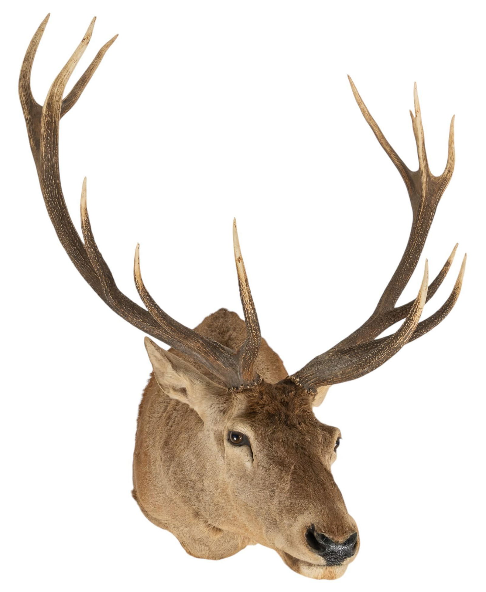 Red Stag Shoulder Mount (1 of 4)