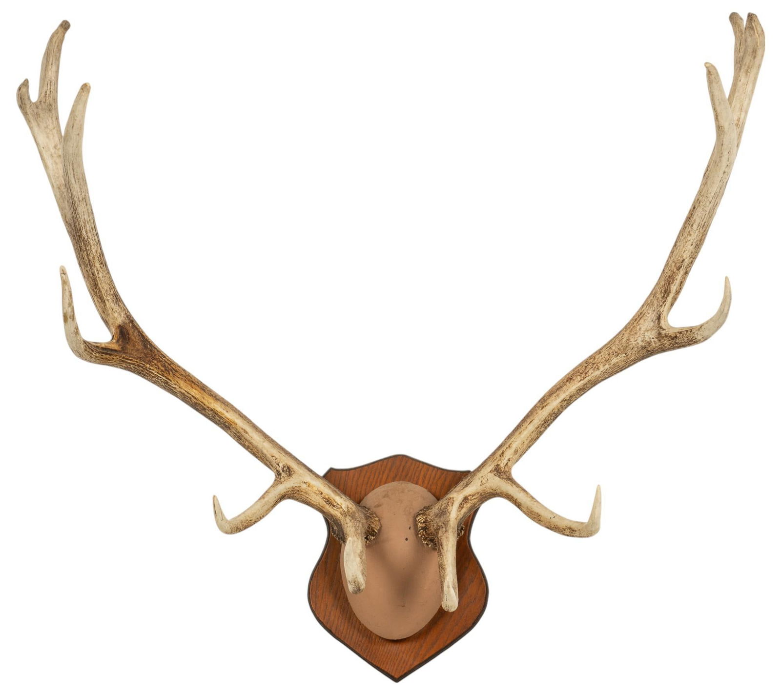 Pair of Mounted Elk Horns (1 of 5)