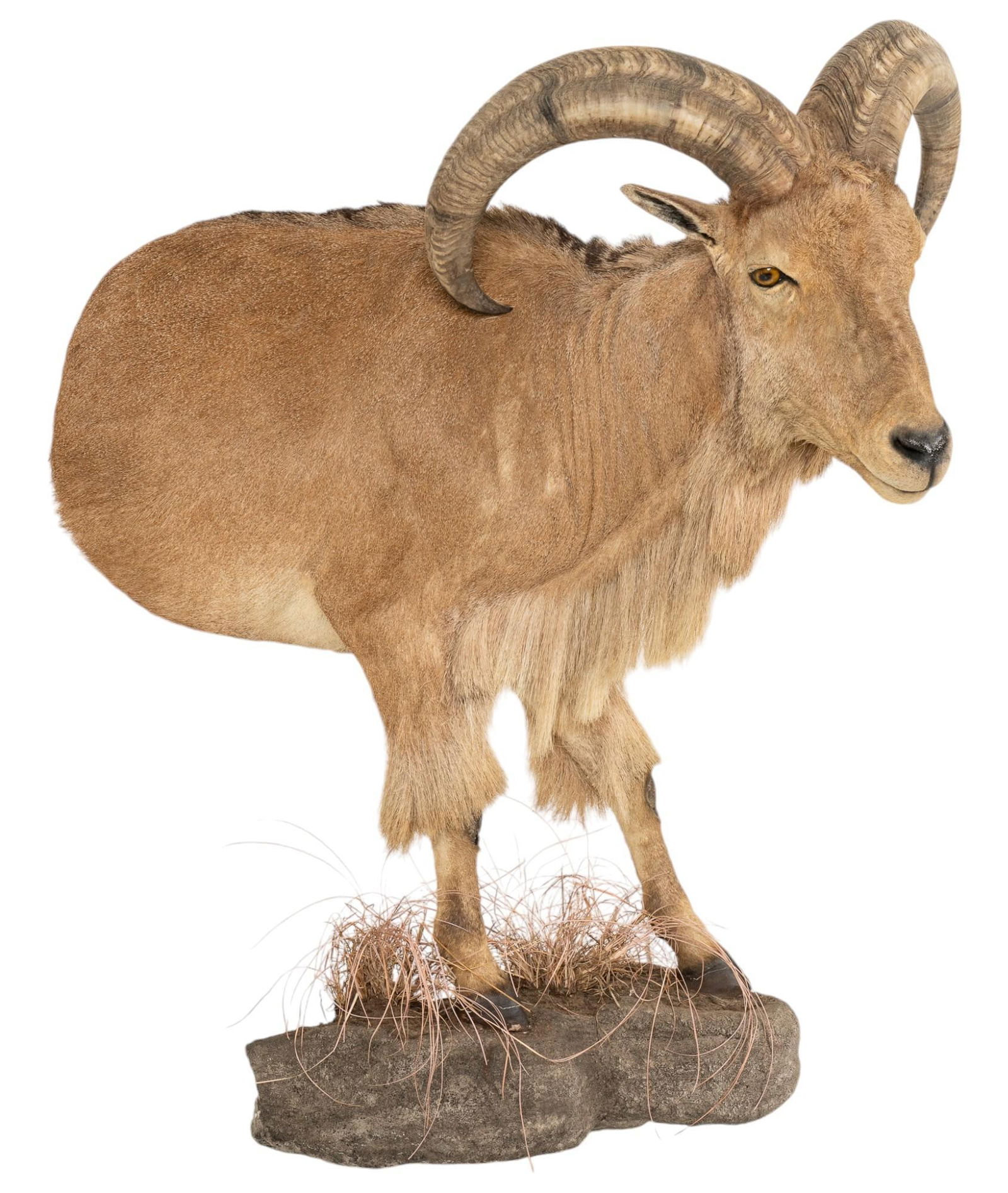 Aoudad Sheep Half Body Taxidermy (1 of 6)