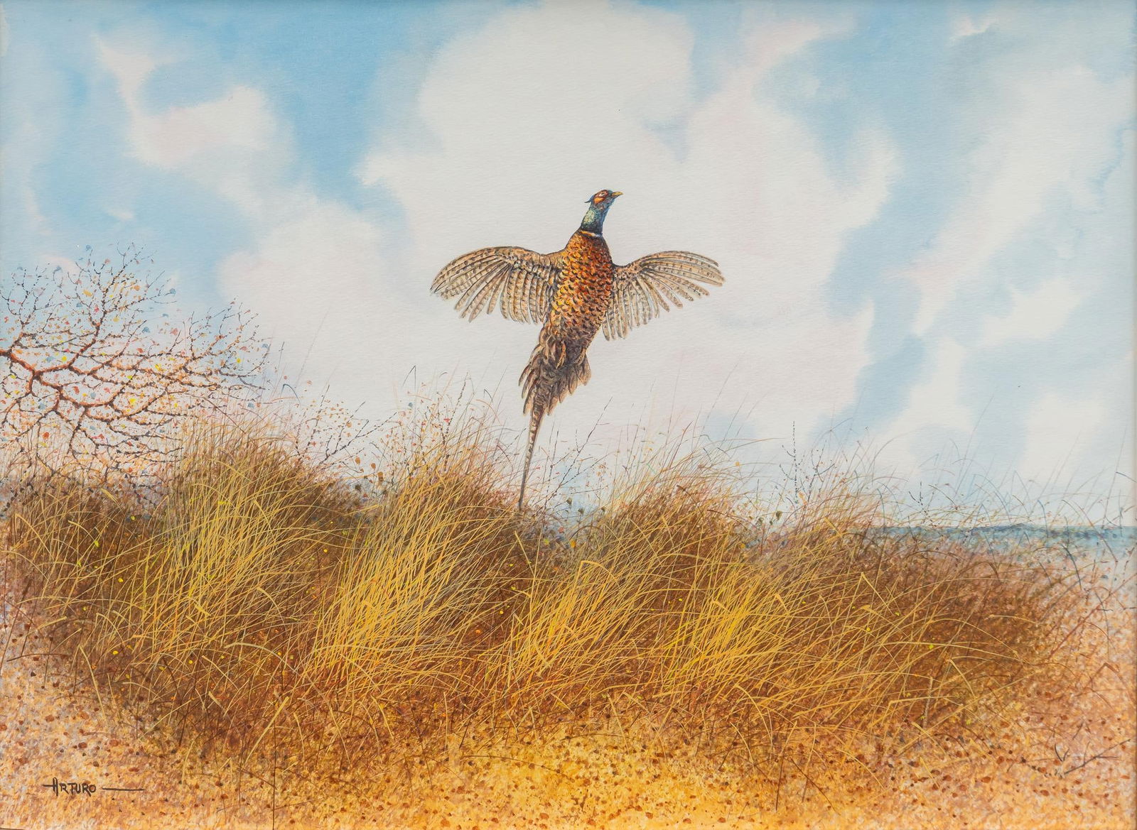 Arturo Mercado, Pheasant in Underbrush (1 of 6)
