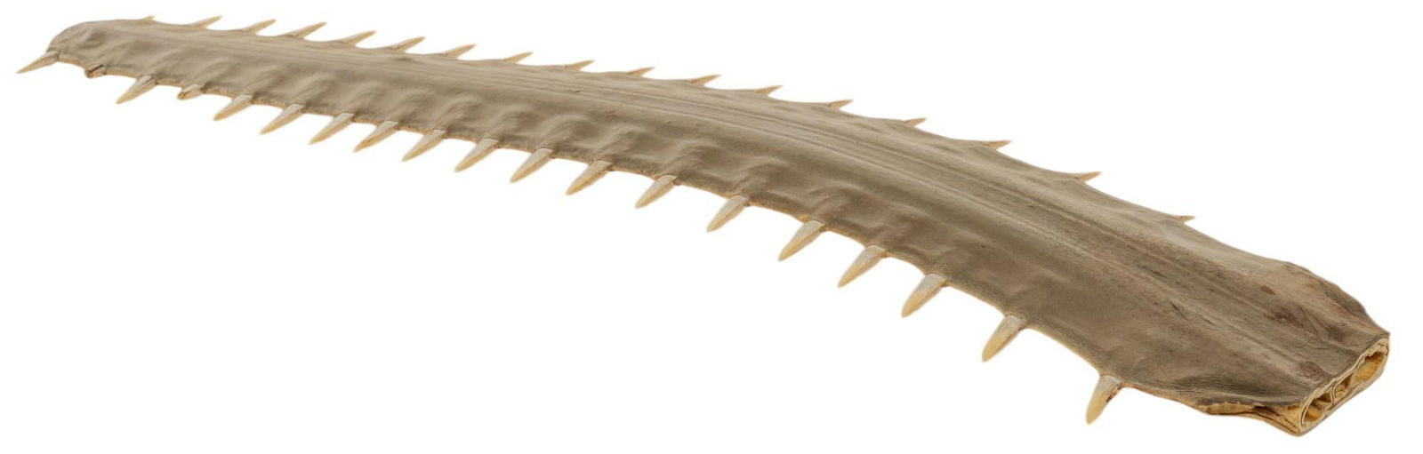 Sawfish Bill (1 of 8)