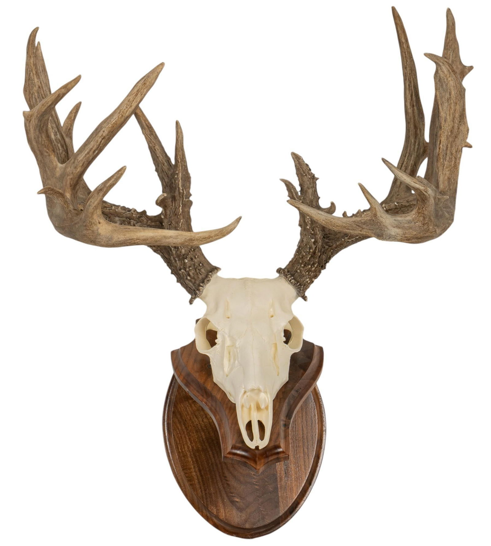 Whitetail Deer Skull Wall Mount (1 of 5)