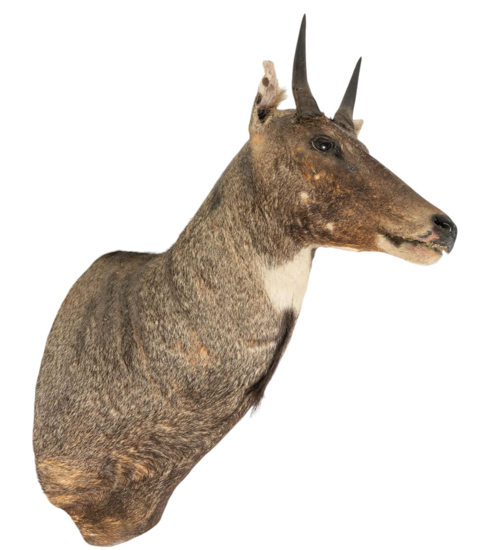 Nilgai Shoulder Mount Taxidermy (1 of 6)