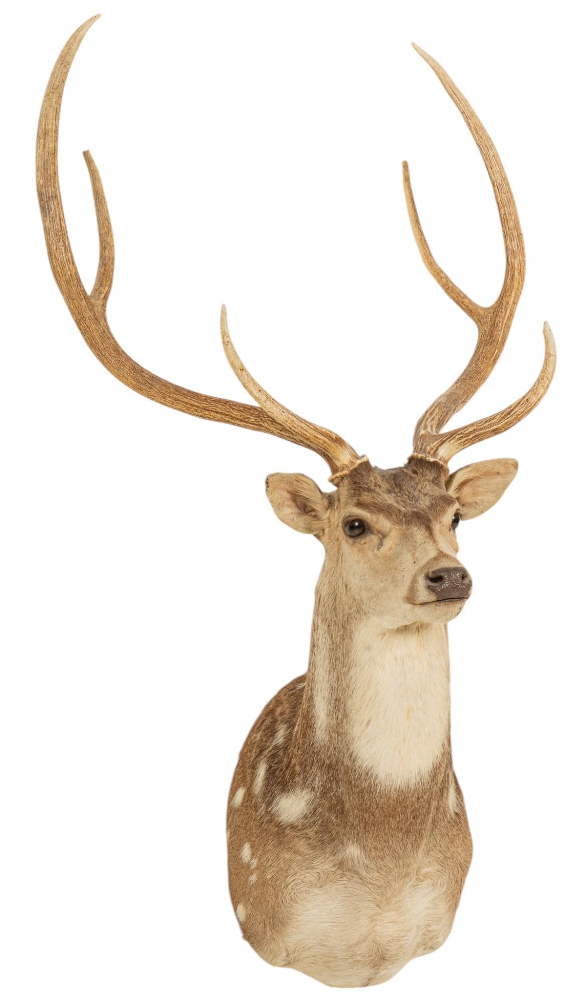 Axis Deer Shoulder Mount Taxidermy (1 of 5)