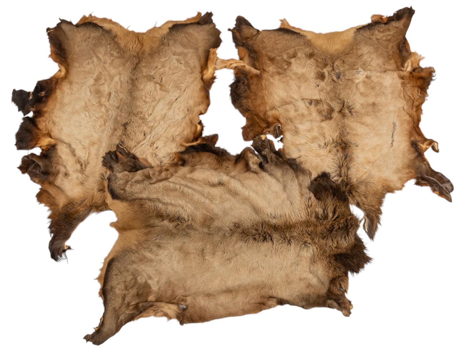 Collection of (3) Elk Pelts (1 of 7)