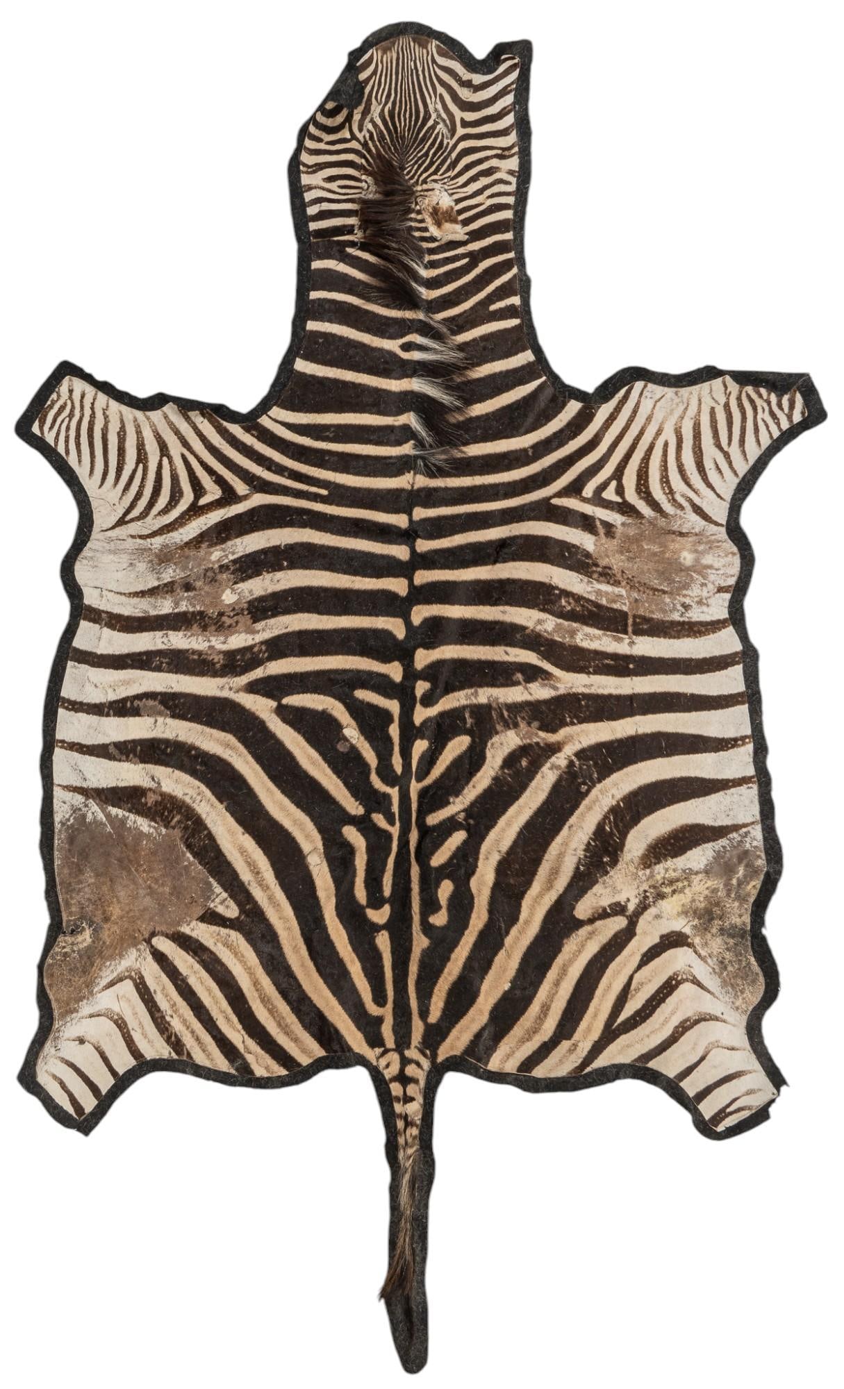 Zebra Hide Rug: Zebra hide rug 9 ft. x 5 ft. 4 in. Provenance: Property from the collection of a San Antonio, Texas couple