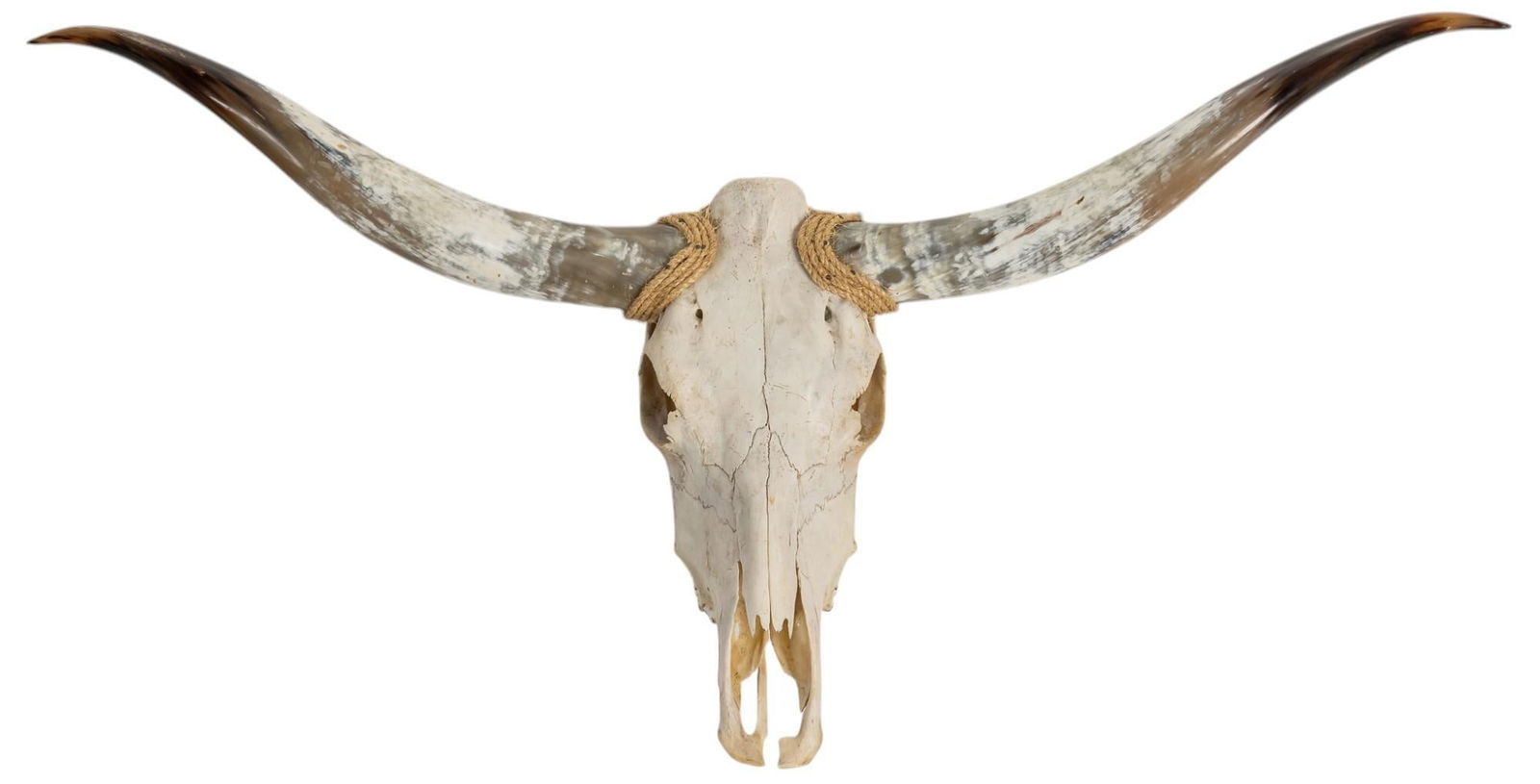 Longhorn Skull (1 of 5)