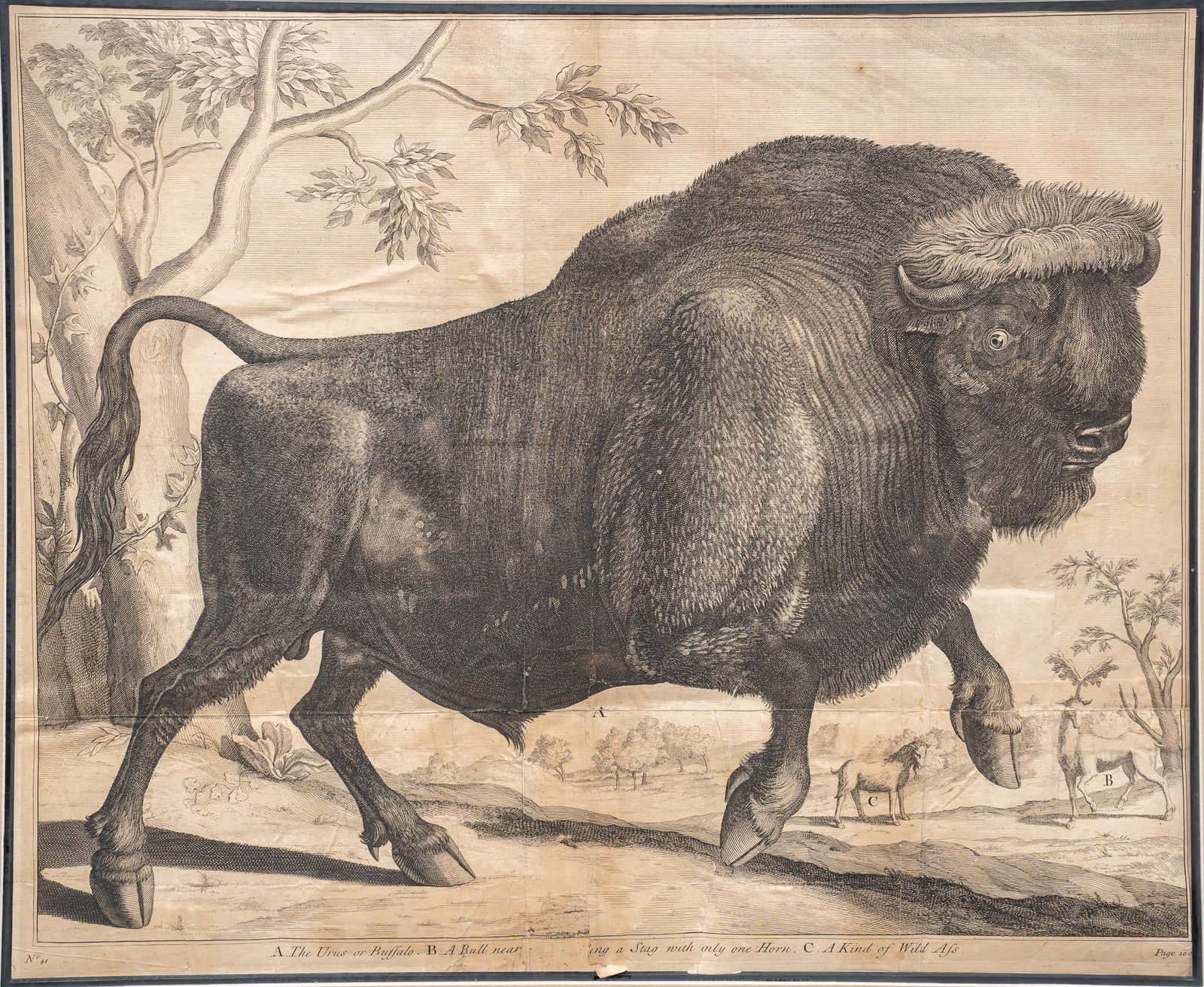 19th C. Buffalo Engraving (1 of 8)