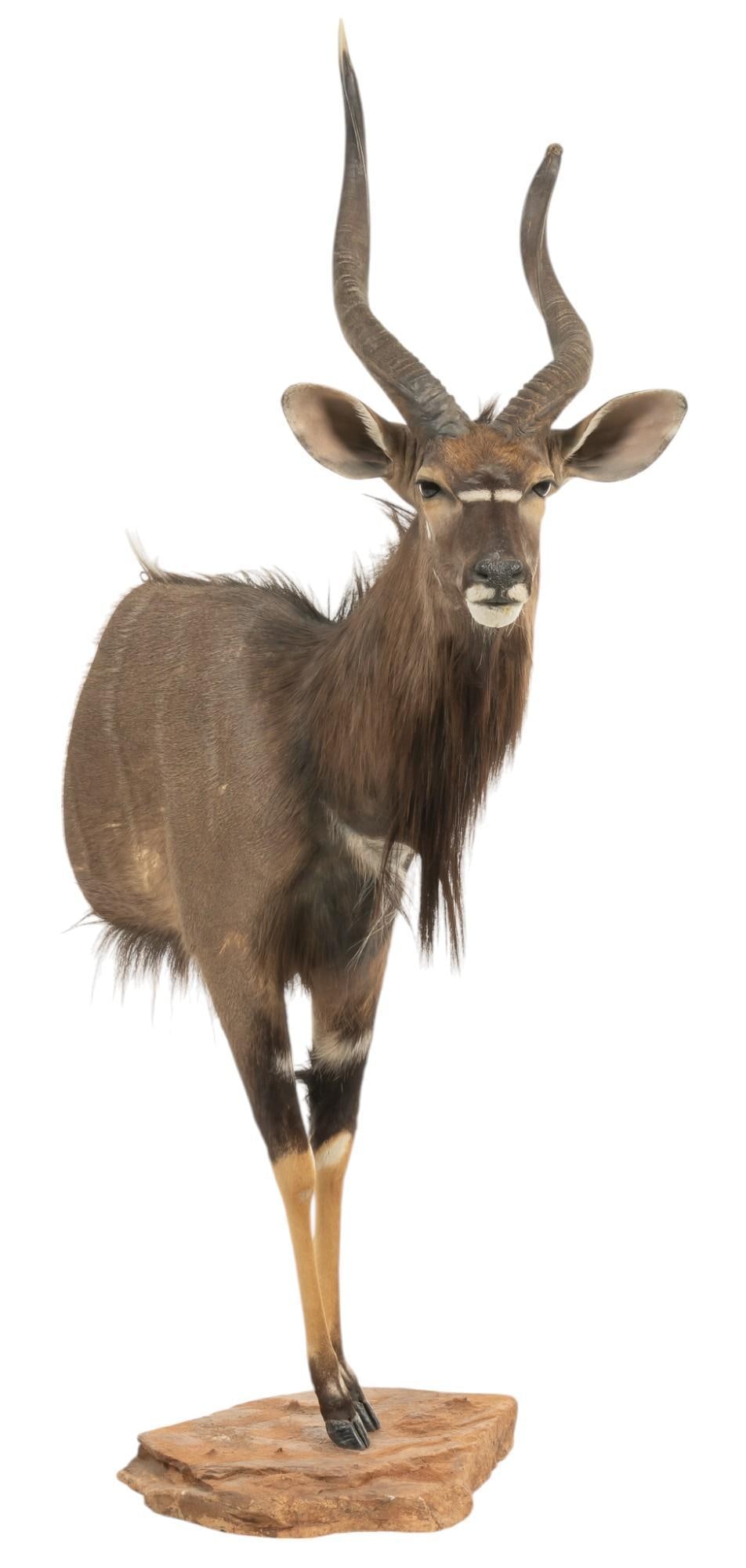 Nyala Front Body Mount (1 of 8)