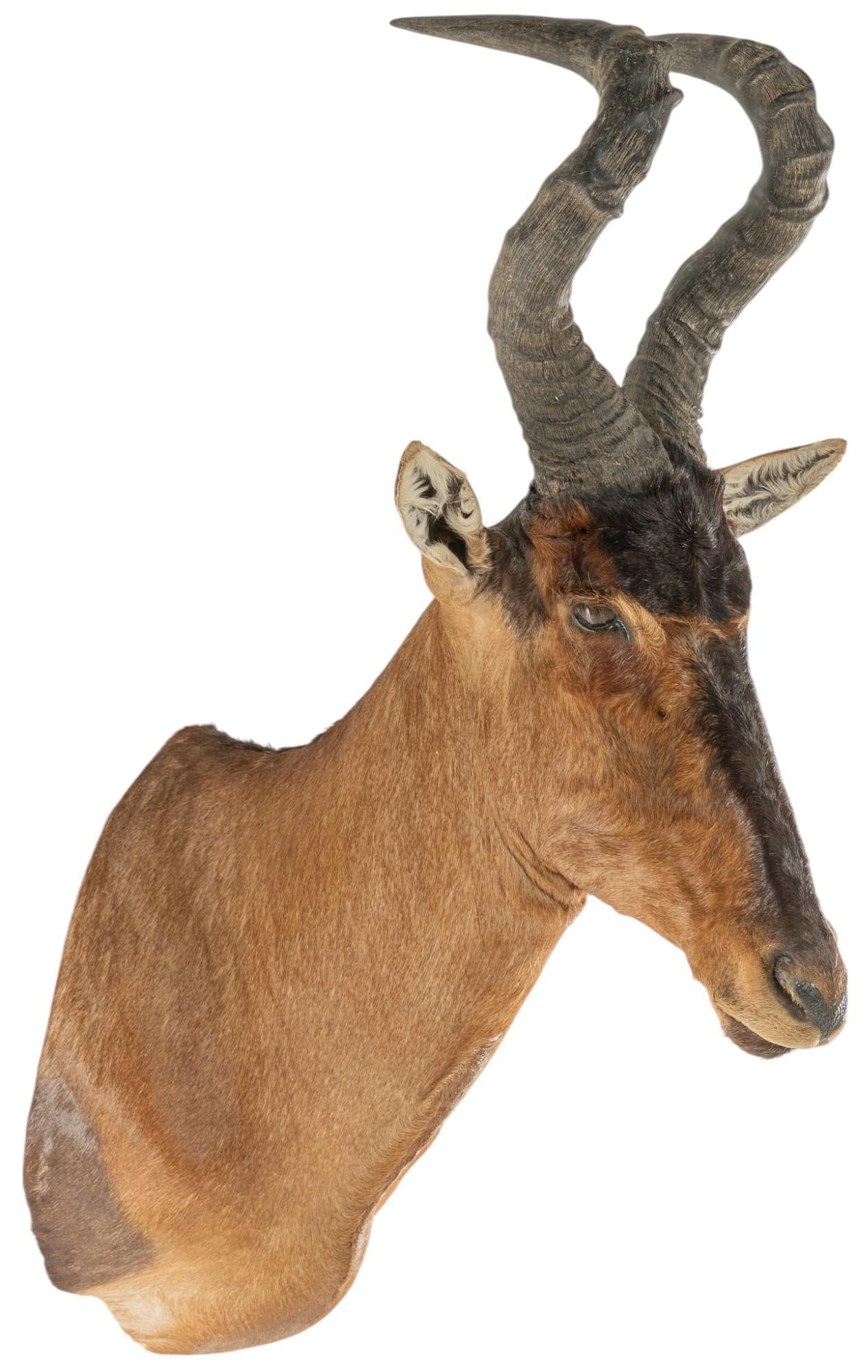 Red Hartebeest Shoulder Mount (1 of 9)