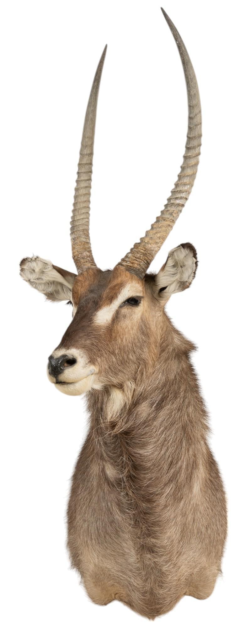 Waterbuck Shoulder Mount (1 of 6)