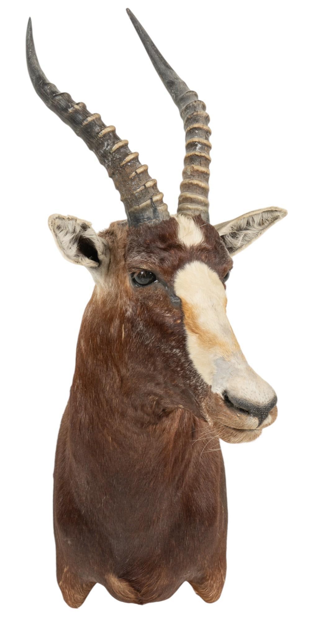 Blesbok Antelope Shoulder Mount Taxidermy (1 of 7)